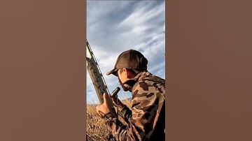 How I Duck Call and Finish Ducks #duckhunting #hunting #shorts