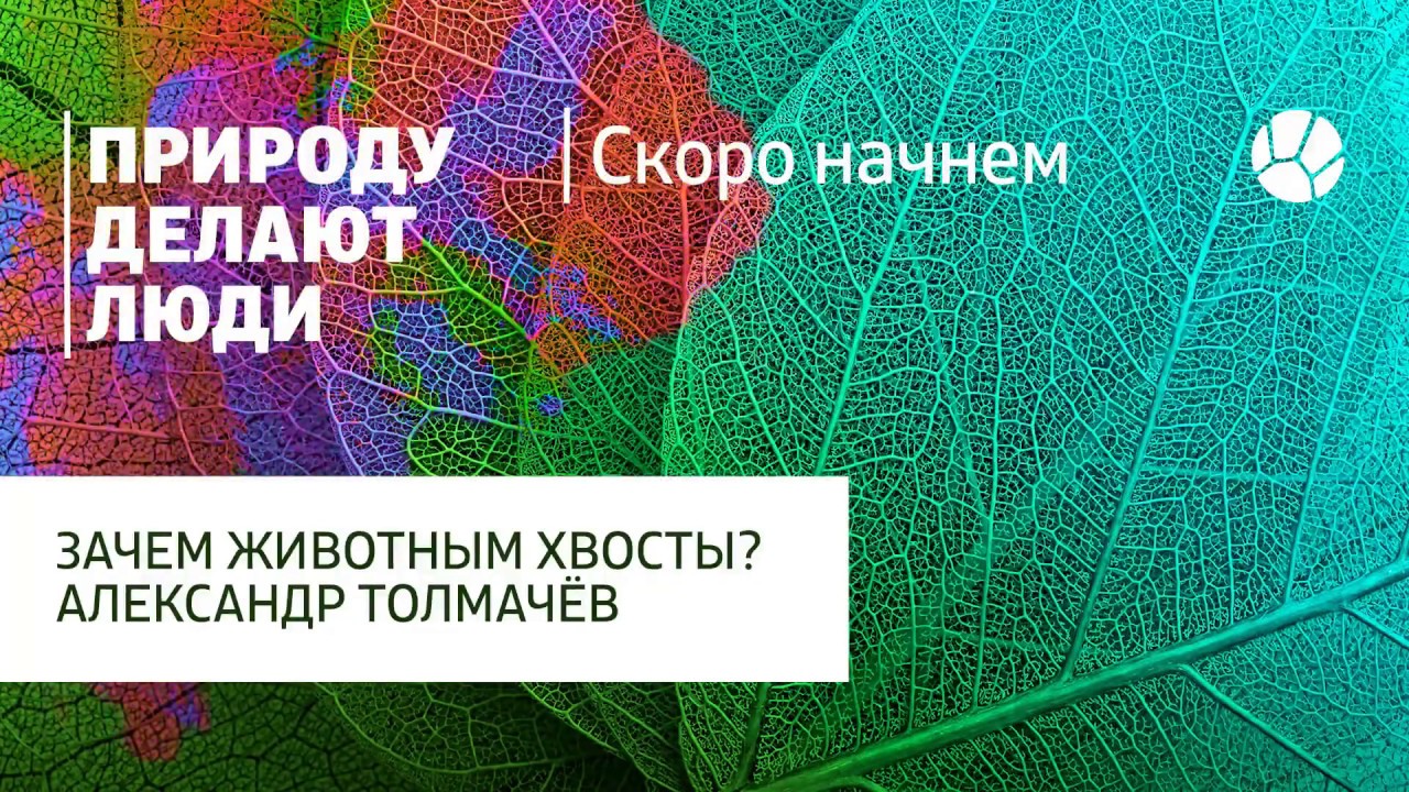 Зачем животным хвосты? Рассказывает Александр Толмачёв