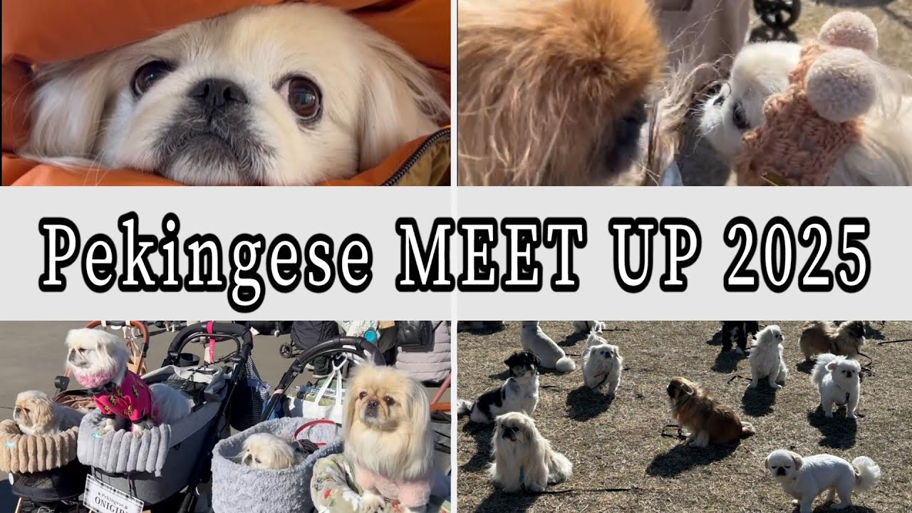 【2025ﾍﾟｷﾆｰｽﾞﾐｰﾄｱｯﾌﾟ】568ペキニーズが大集合した素敵なイベント！