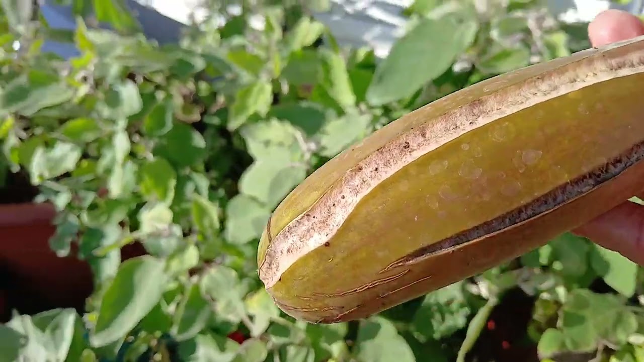 নভেম্বরের  ১৭ তারিখ  হারভেষটিং বেগুন 🍆🍆🍆🍆🍆