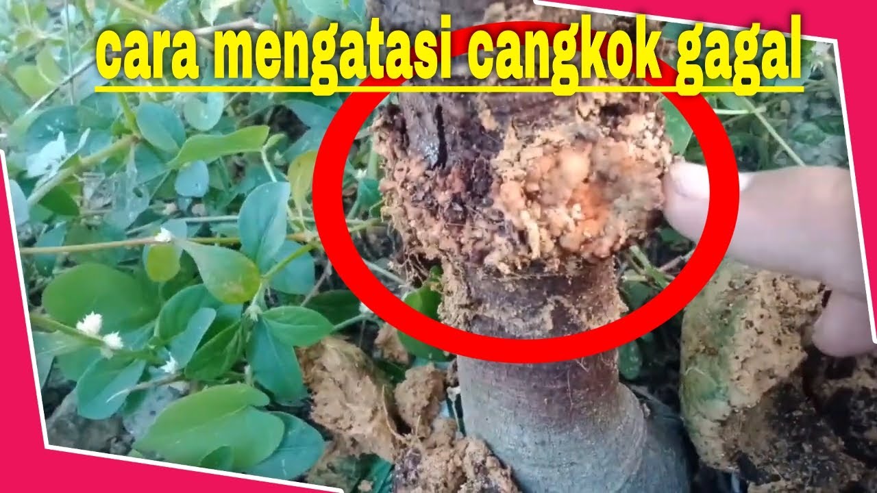 cara mengatasi gagal cangkok