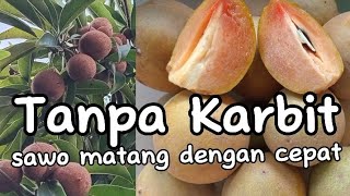 without carbide ‼️ how to soak sapodilla so it ripens quickly