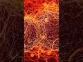 How One Cell Became YOU 🧬