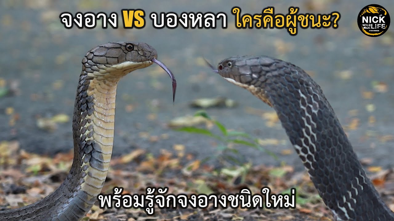 ลุยดิบ EP.135 จงอาง VS บองหลา ใครคือผู้ชนะ? มารู้จักจงอางชนิดใหม่กัน