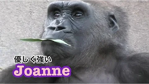 Gorilla🧡　Winston family afternoon 💘♥️ ゴリラ　ウィンストン家族の午後💞