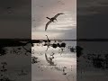 The SHOCKING Truth About Dinosaurs ALIVE in 2026 #factslab #facts #ytshorts #shorts