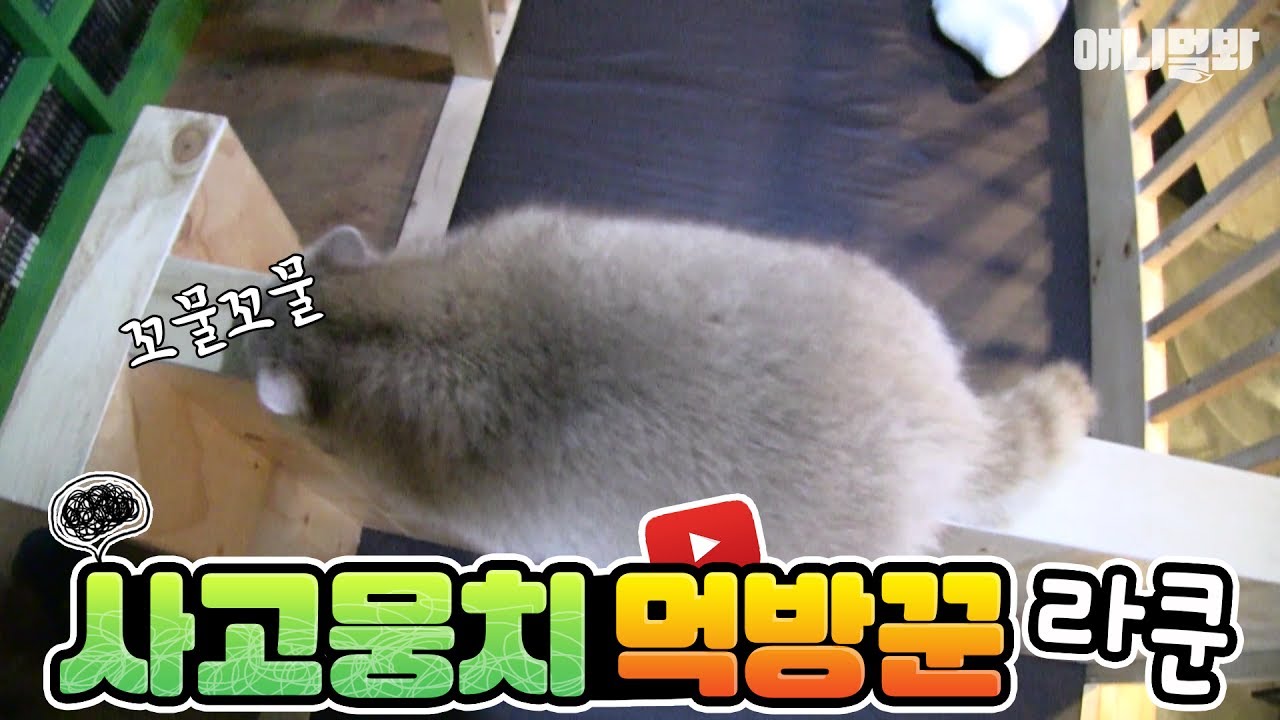 sbs tv동물농장x애니멀봐 中字 Cute raccoons at the comic book cafe