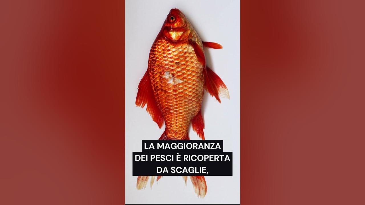 shorts Sai che i pesci non