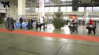 Bouvier des Flandres  Brussels Dog Show 2014