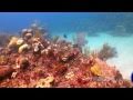 Подводная охота на Кубе часть 3. Spearfishing in Cuba