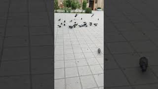 pigeons 🐦 Vinty King 👑