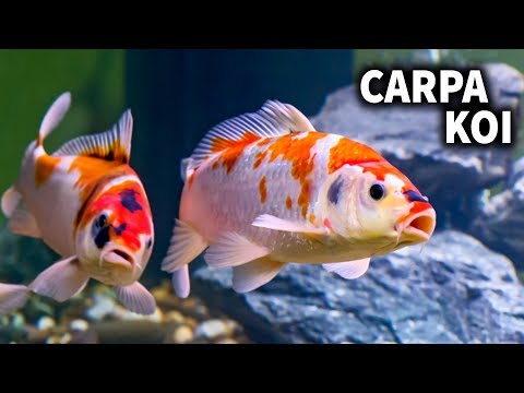 Video: Plantas de estanque a prueba de koi: cómo mantener las plantas a salvo de los peces koi