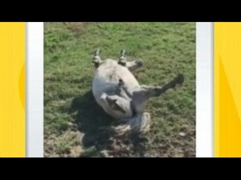 horse-learns-to-'play-dead'