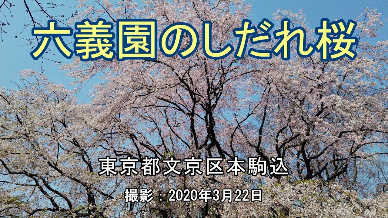六義園のしだれ桜 [4K] Weeping cherry in Rikugien Garden - YouTube