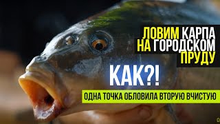 видео: Провели ЭКСПЕРИМЕНТ с ПРИКОРМКОЙ 🎣 Однодневная РЫБАЛКА на КАРПА на городском пруду с ДРУЗЬЯМИ! картинка: Провели ЭКСПЕРИМЕНТ с ПРИКОРМКОЙ 🎣 Однодневная РЫБАЛКА на КАРПА на городском пруду с ДРУЗЬЯМИ!