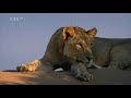 Lvi z namibijsk poutdokument