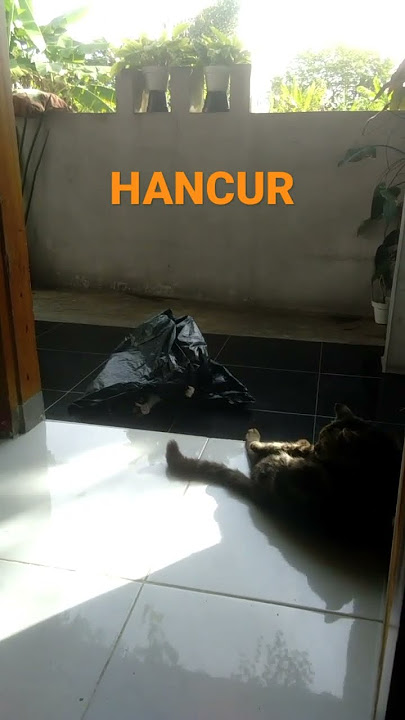 Disobek sobek sampe hancur || Kucing main kantong plastik #shorts #short  #catlover #kucing