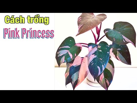Hướng dẫn trồng và chăm sóc cây Pink Princess – dòng cây đột biến hồng siêu đẹp