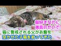 311【猫のほのぼのする話】猫に懐いてもらえない父が汚れて、お腹を空かせた子猫を拾ってきた💦