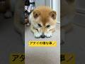 お散歩とどっちが嫌いかな？🤣#柴犬 #豆柴 #shibainu #犬 #犬のいる暮らし #shorts