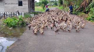 Download Lagu Bebek mojosari jantan, alabio jantan, alabio betina/petelor, ratu/MA petelor #bebekbalap #bebekratu MP3