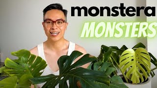 Cây Monstera Deliciosa và cách chăm sóc