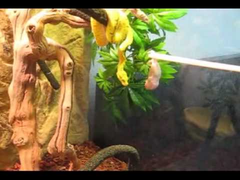 Green tree pythons rad video.