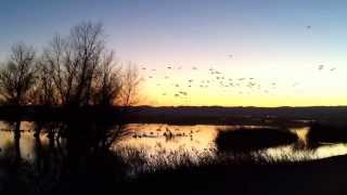 Sacramento National Wildlife Refuge Complex