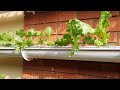 Hydroponics System to Grow Leafy Vegetables