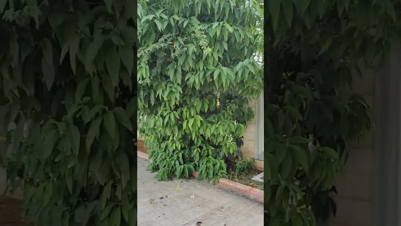 Adana Sabancı Merkez Camii Nihavend Makamı Ezan