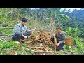 Harvest cassava after 1 year of care and sell. Clean up the farm - A family