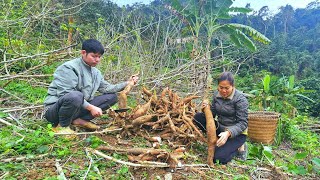 Harvest cassava after 1 year of care and sell. Clean up the farm  A family's journey