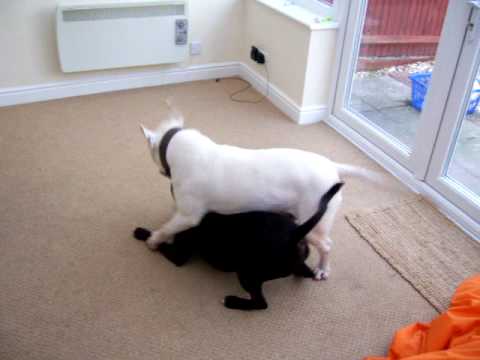 english bull terrier and staffie play fighting