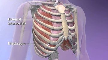 Learn@Visible Body - How the diaphragm helps breathing