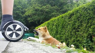 Shiba Inu Barks At Wheels To Defend Country