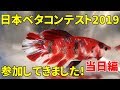 【アクアリウム水槽】日本ベタコンテストに参加してきました！当日編 エビオドリが表彰されますｗｗｗ