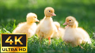 Playful Animal Babies 4K - Wildlife Relaxation Film with Peaceful Relaxing Music and Baby Animals by Tiny Paws 1,238 views 1 month ago 11 hours, 54 minutes