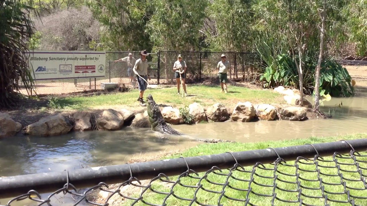 Crocodile feeding at Townsville Billabong Zoo. MUST WATCH?!? YouTube
