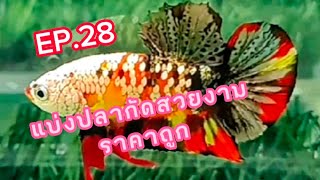 Ep.28 #แบ่งปลากัดสวยงามราคาถูก #เริ่มต้นที่50฿