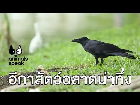 อีกาสัตว์ฉลาดน่าทึ่ง ท้าพิสูจน์ ถ้าอีกาตายมีเพื่อนนกจัดงานศพให้ !! : Animals Speak [by Mahidol]