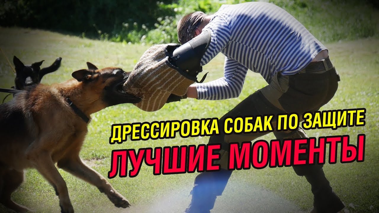 По-собачьи лучшие моменты