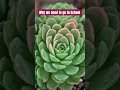Why we go school and why water the plant #agriculture #glomalin #salttolerant
