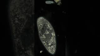 In Every pond Paramecium #paramecium
Paramecia are a common microorganism found in freshwater, whether that is just a thin film of water or an actual body of water. Not known to be harmful to man, they serve a purpose by filtering water. In Every pond Paramecium #paramecium