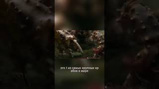 Этот краб больше, чем ты думаешь 🦀😳 #краб #океан #факты #животные #море #shorts
