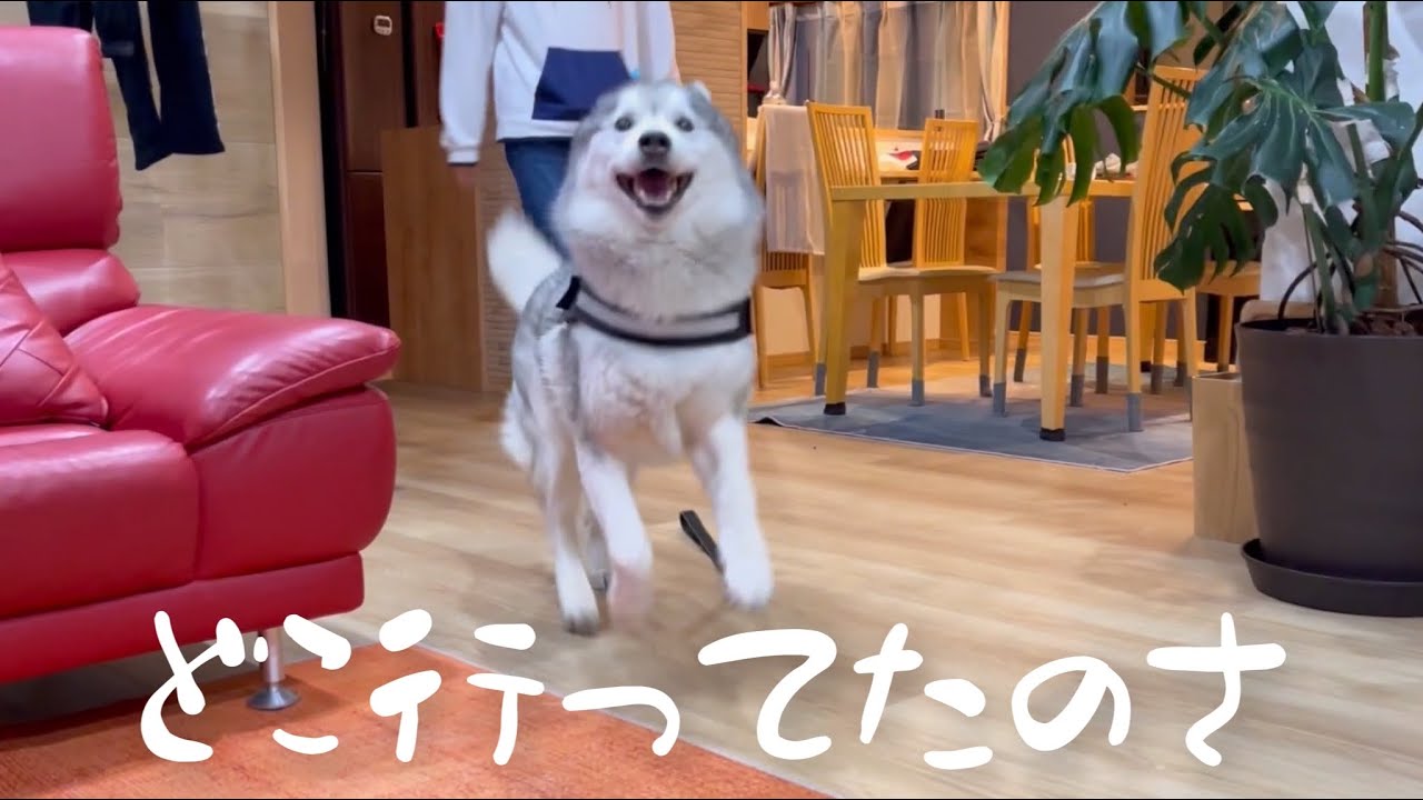 お姉ちゃんが帰宅したことに気づき スキップしながら駆け寄るハスキー いぬのきもちweb Magazine