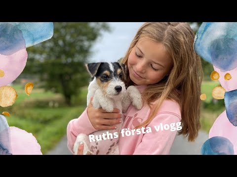Video: Förlamad Corgi-Chihuahua Blir Ny Rullstol, Redo För Ny Familj