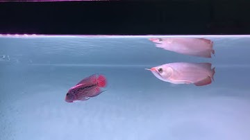 Cá la hán kamfa f2 ghép với cá rồng huyết long