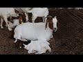 cabras bóer, cuanto come una cabra  granja, el renuevo Boers lo mejor en Boers ,alimentación y mas