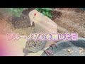 2022/11/15✴︎キジバト✴︎ブルーノが心を開いた日