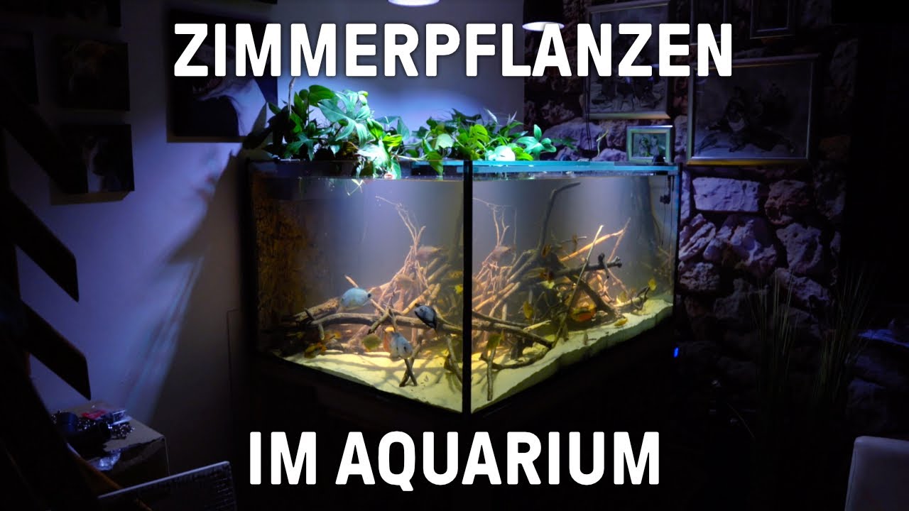 Umbau zur Aquaponik | Step by Step Integration Zimmerpflanzen in's Aquarium | Hydrokultur Aquakultur